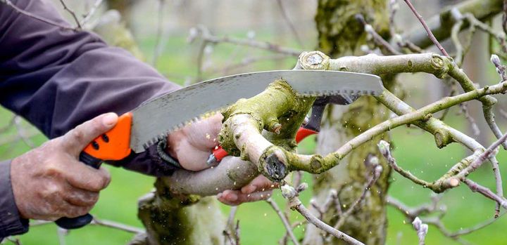 Takken-zagen-met-een-handzaag-voor-onderhoud-van-bomen-en-struiken