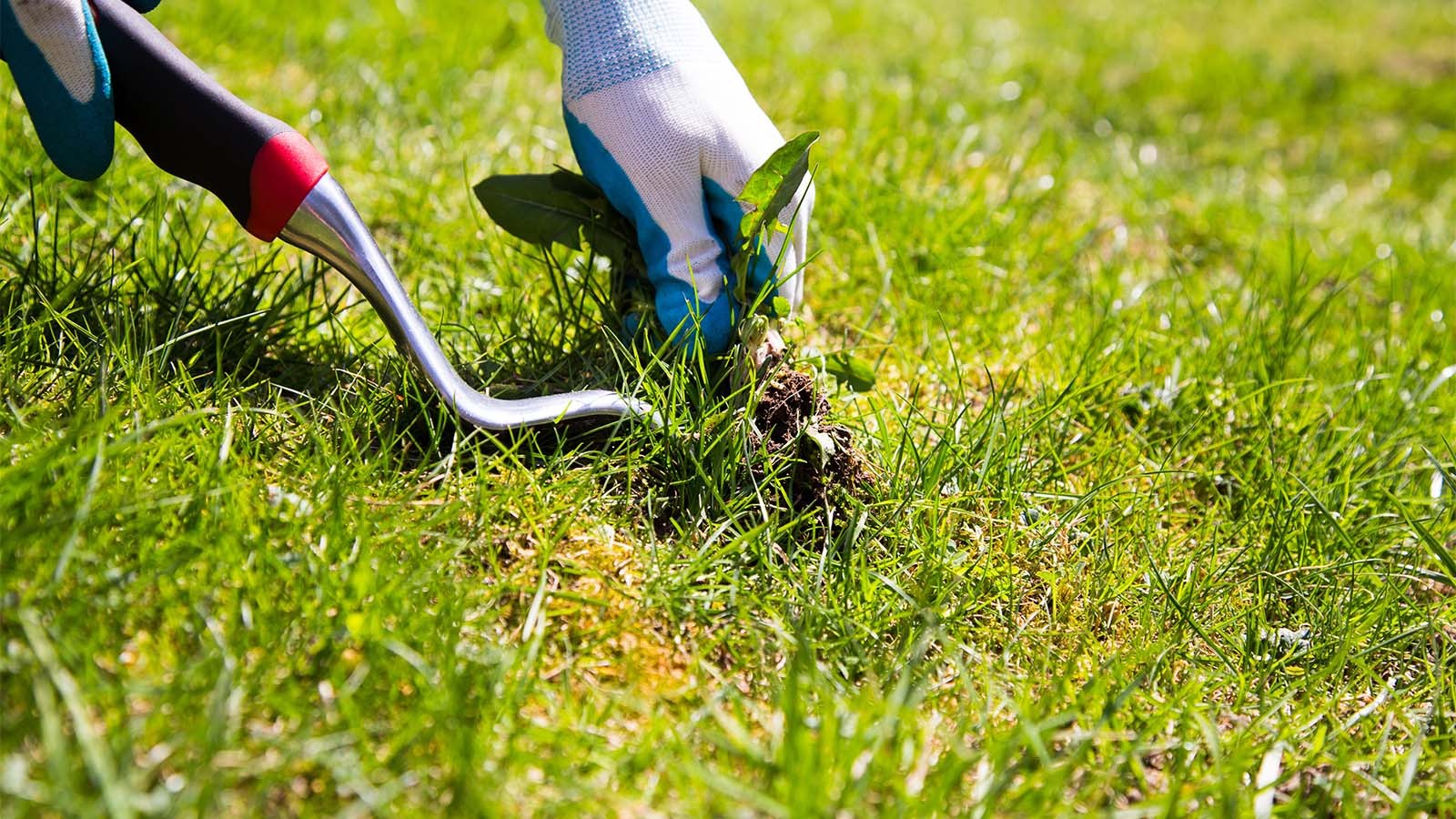 Onkruid-schoffelen-en-eruit-trekken-voor-een-opgeruimde-tuin