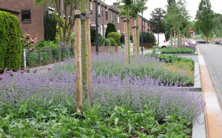 Foto-van-geplante-boompjes-op-openbaar-terrein-voor-groenvoorziening